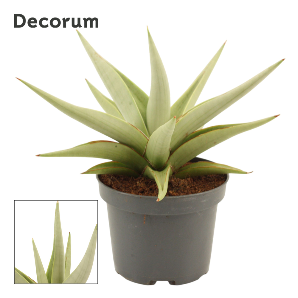 Sansevieria Chanin Crown 12 cm (Decorum).
