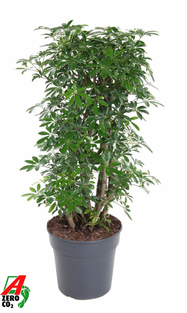 Schefflera Luseana P27.