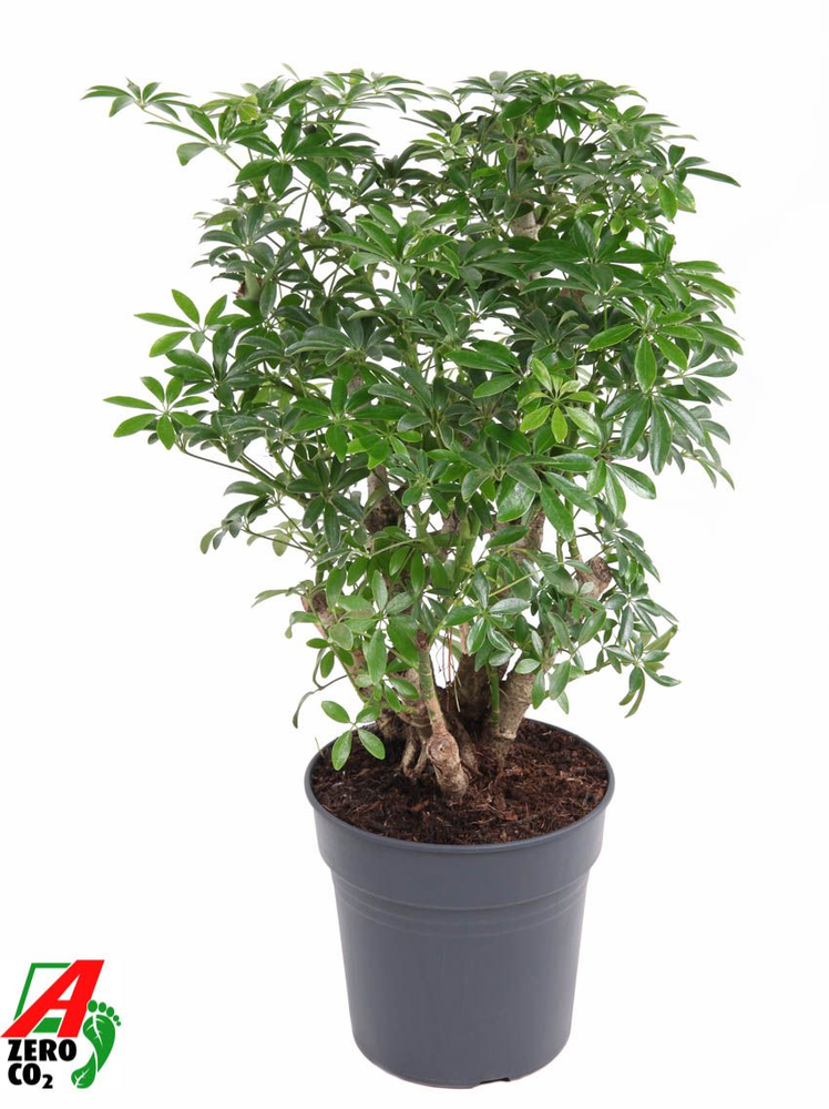 Schefflera Luseana P24.