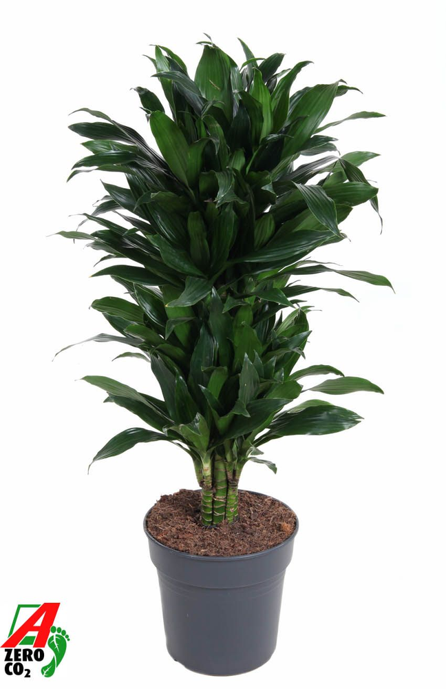 Dracaena Green Jewel vertakt P27.