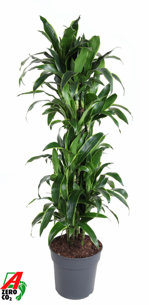 Dracaena Arturo vertakt P31.