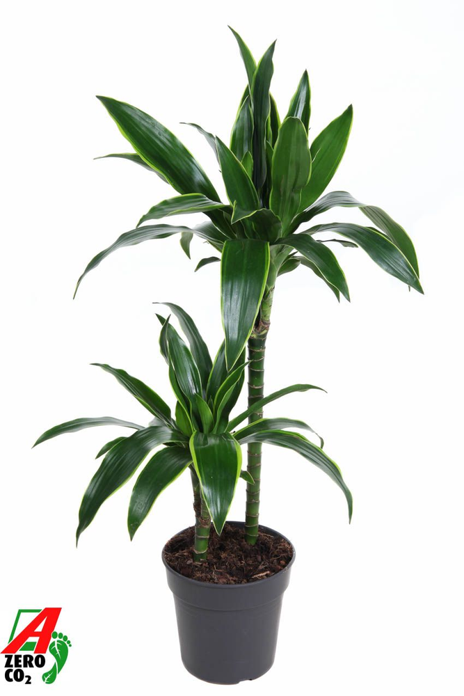 Dracaena Arturo 45-15.