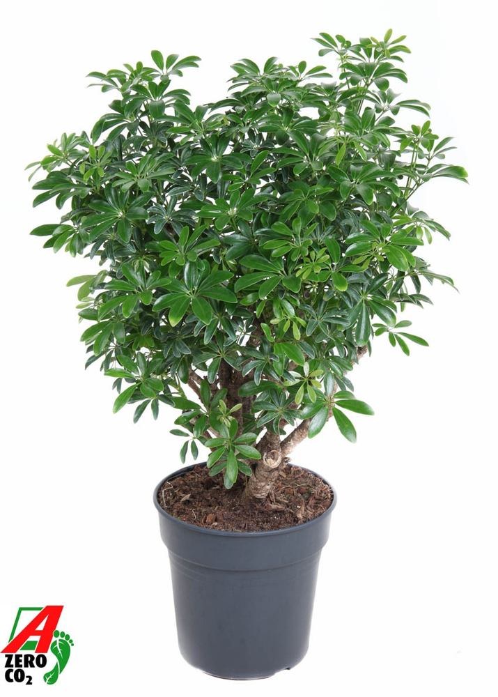 Schefflera Luseana P24.
