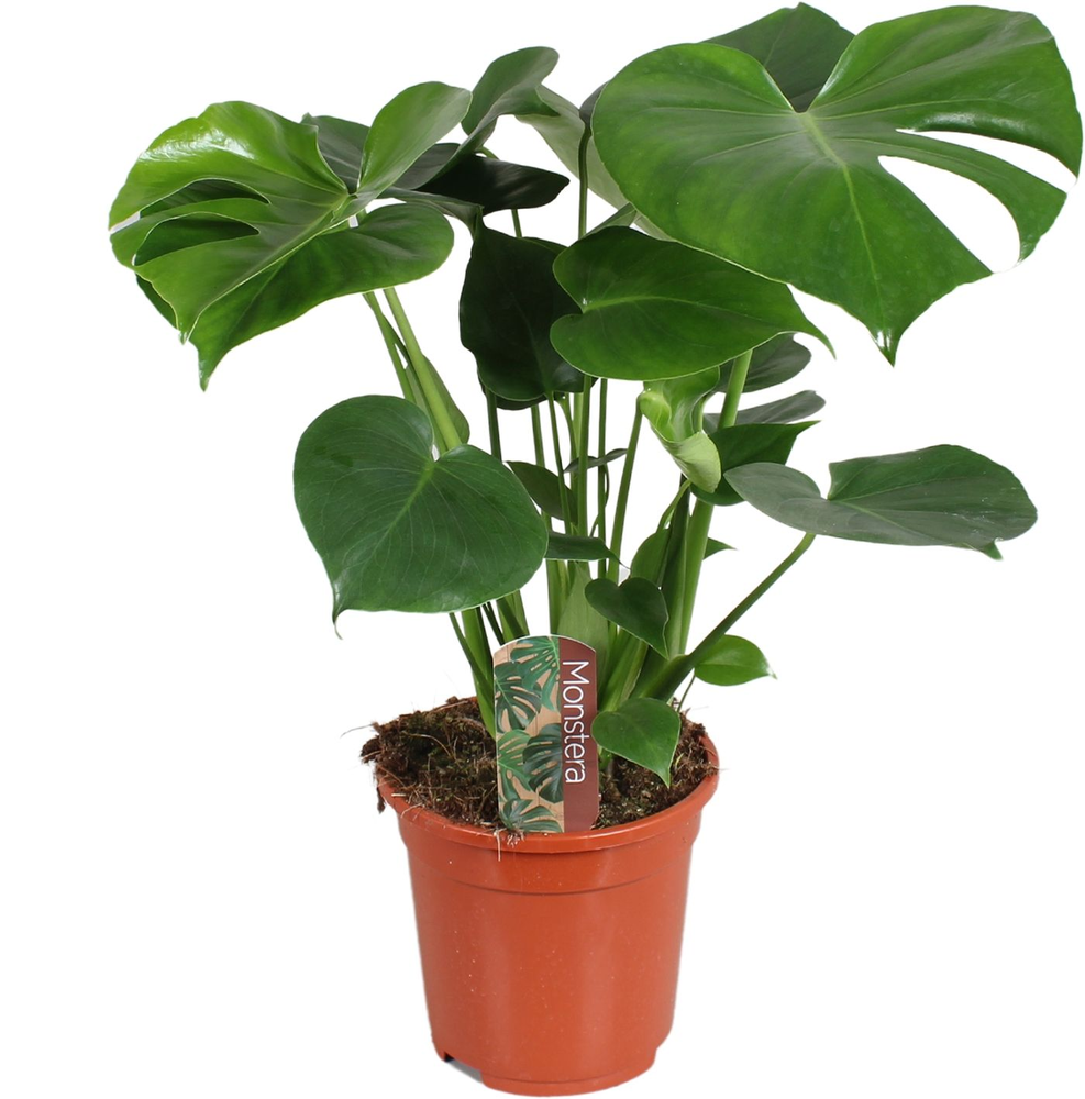 Monstera deliciosa 17cm 60-70cm.