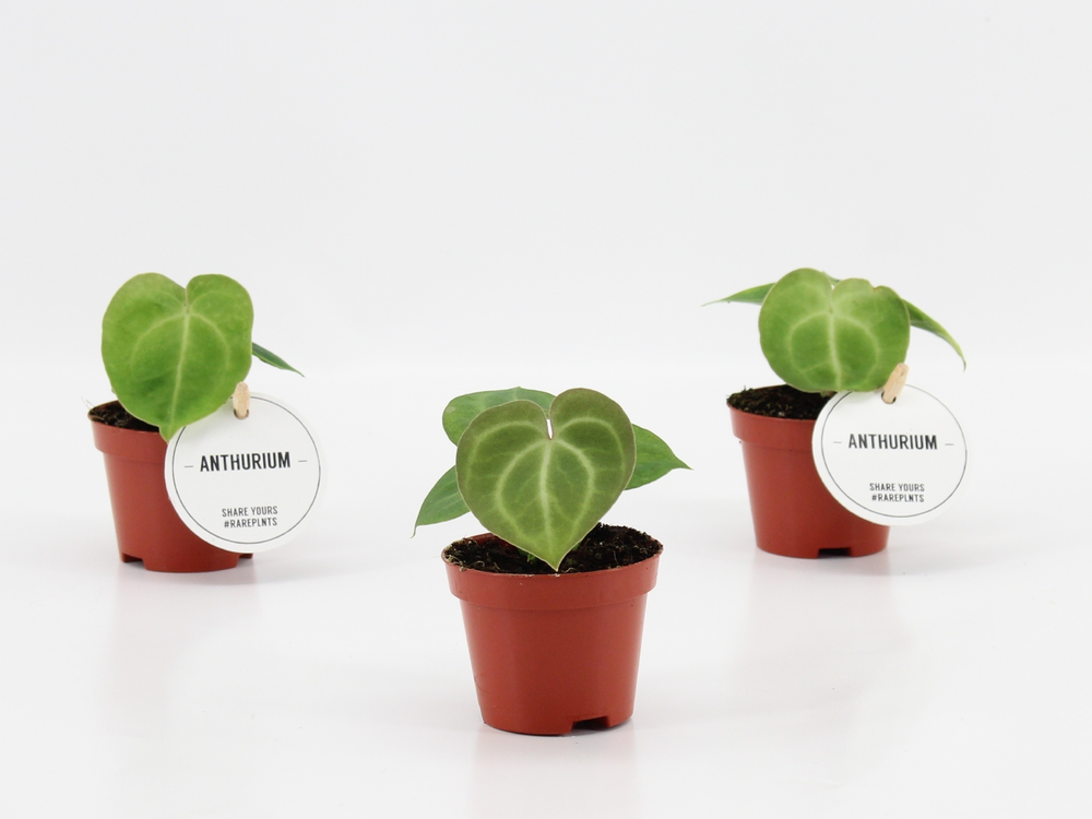 Anthurium Clarinervium.
