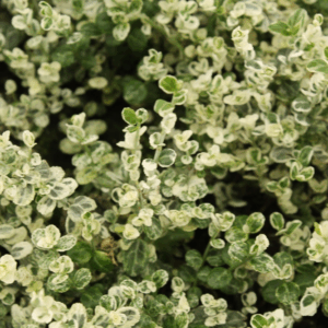 Euonymus fort. Silver Carpet