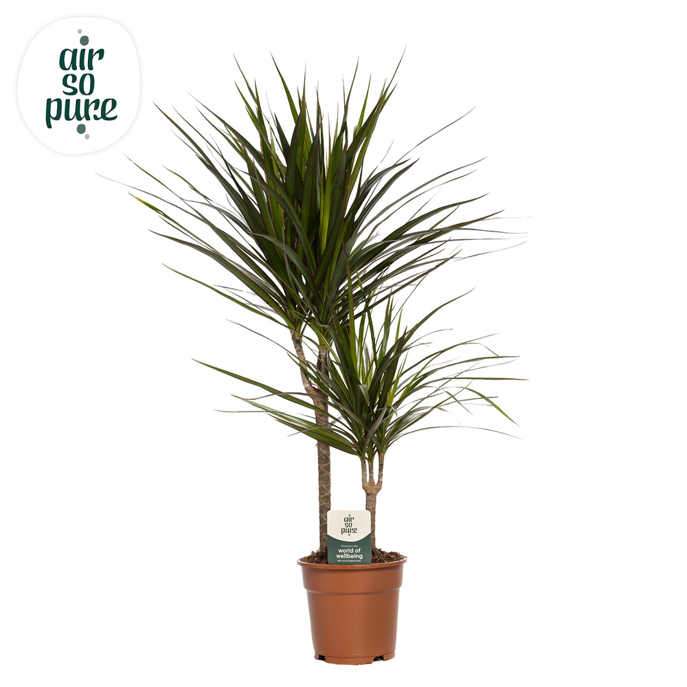 Dracaena Marginata p17, 30+10.