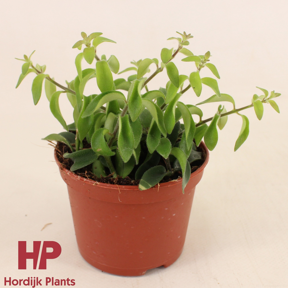 Aeschynanthus Twister P9cm.