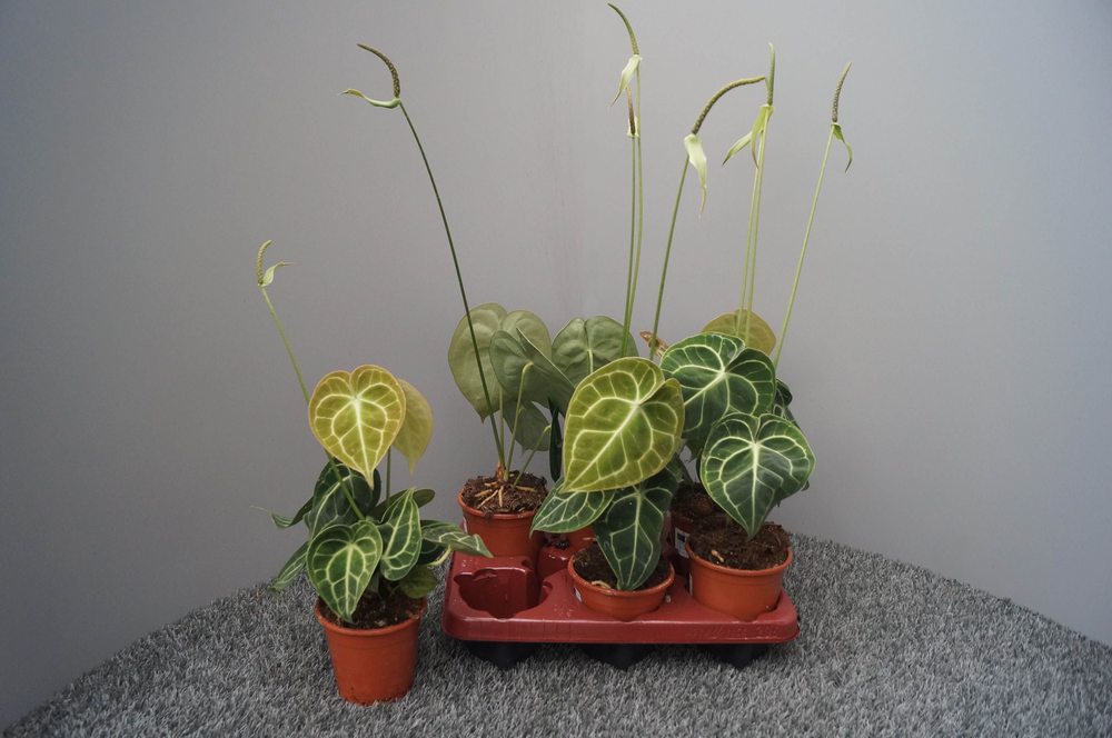 Anthurium clarinervium.