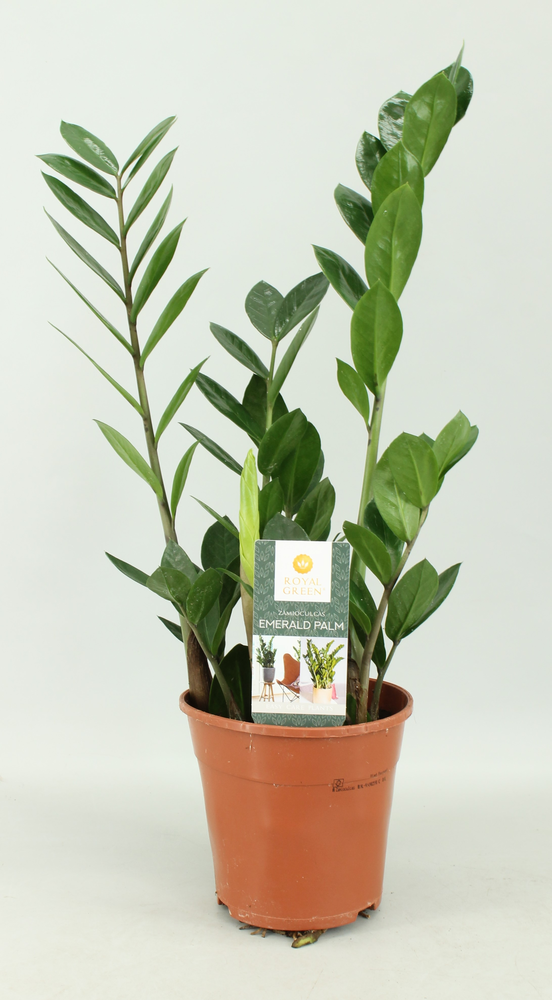 Zamioculcas 14cm.