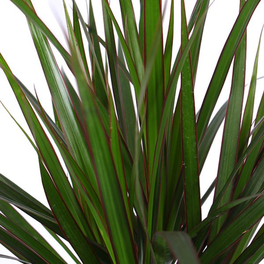 Dracaena Marginata p17, 30+10 (Air so Pure).