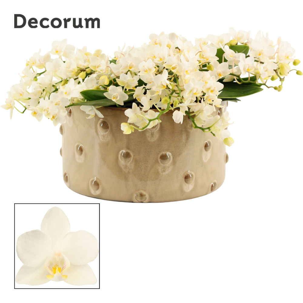 Bella table Whitney 12+ tak symphony (Deco-collect.