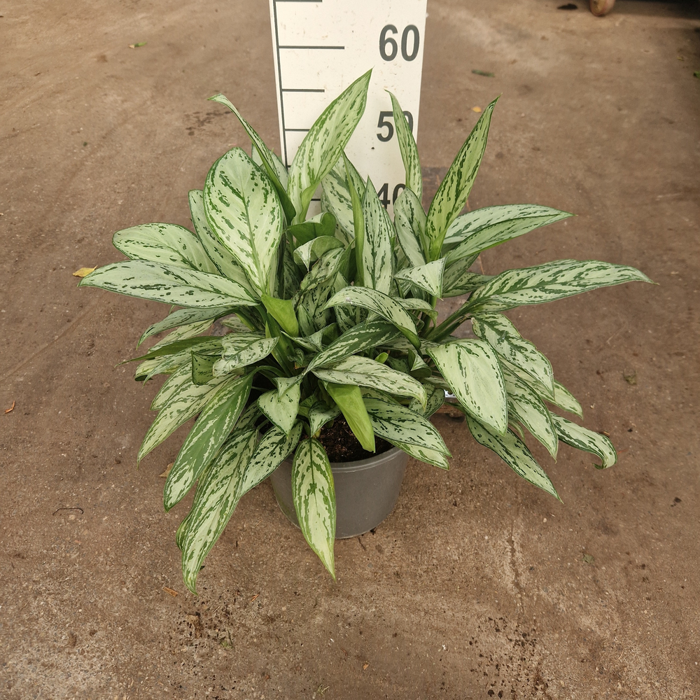 Aglaonema Silver Queen.