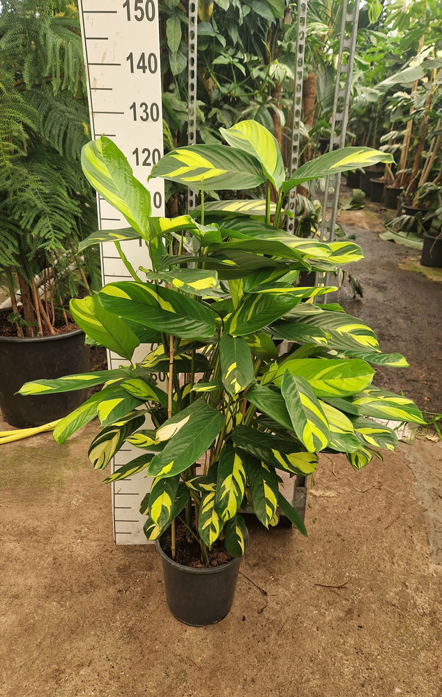 Ctenanthe Pilosa 'Golden Mosaic'.