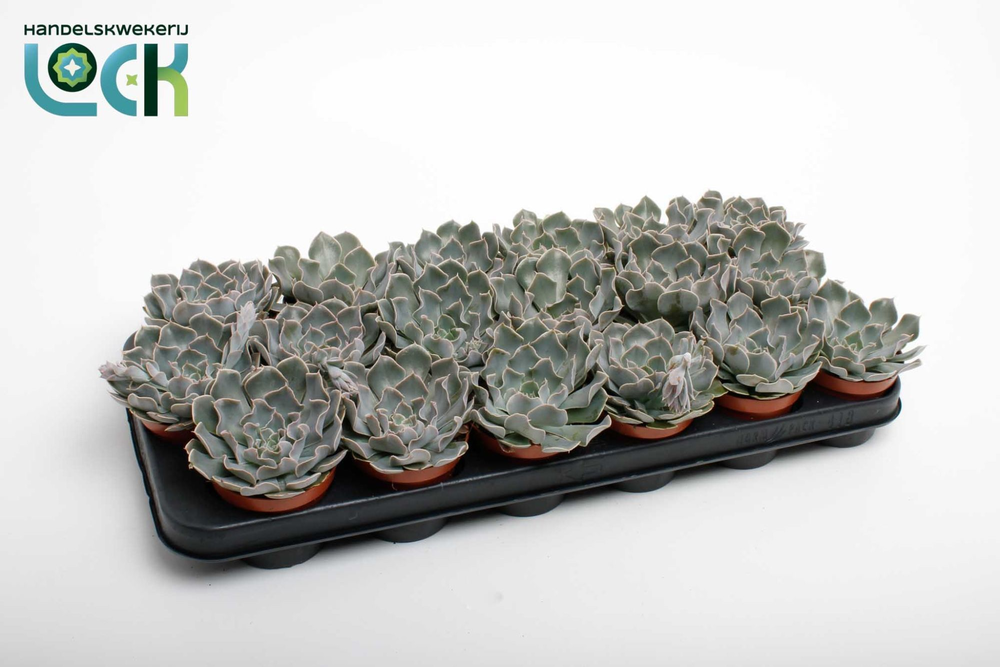 Echeveria Agnes.