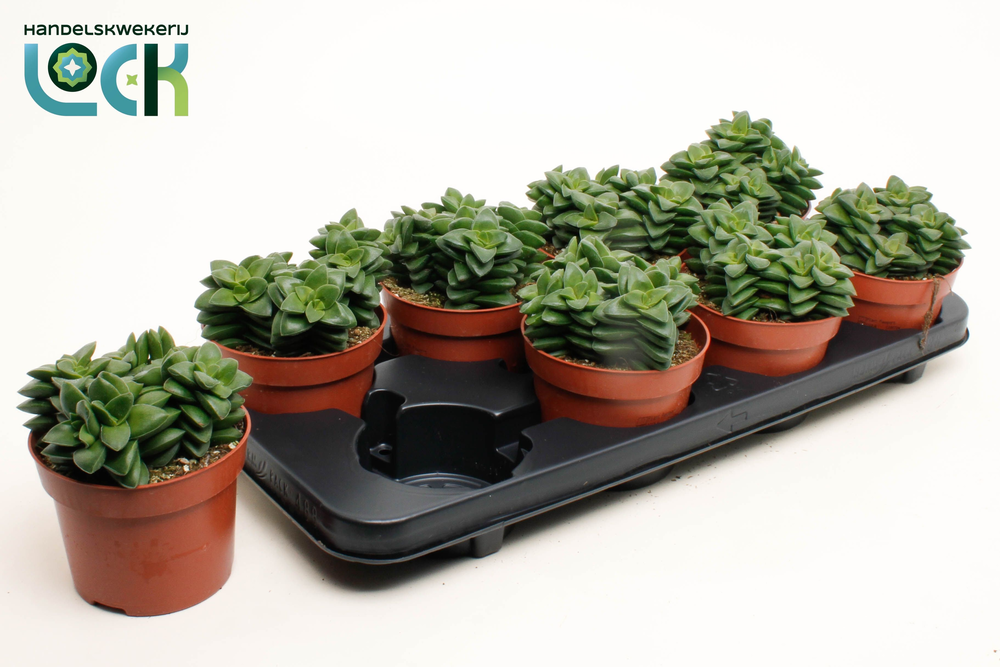 Crassula Spring Time.