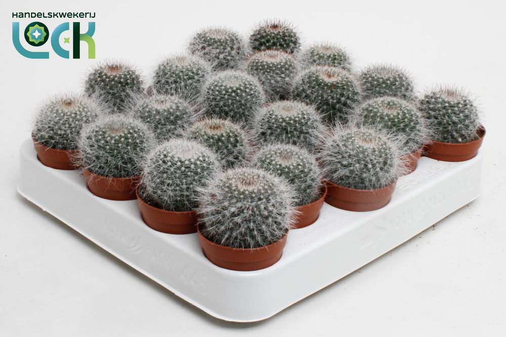 Mammillaria Hahniana.