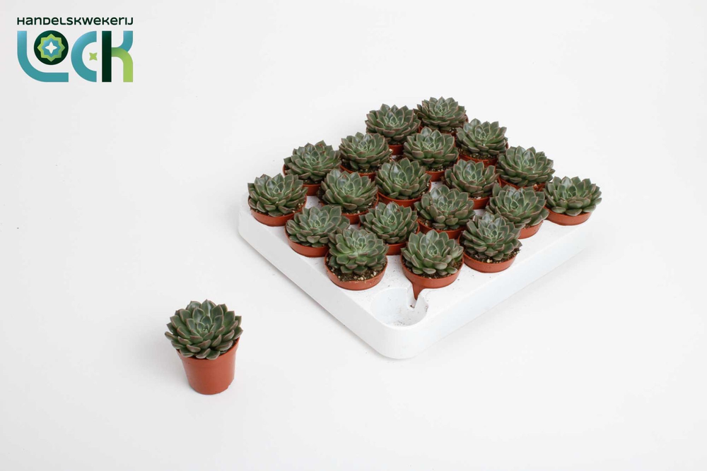 Echeveria Glauca.