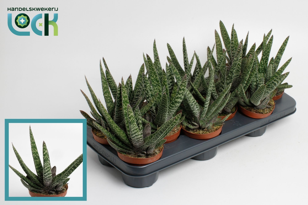 Gasteria Carinata 'Big Ben.