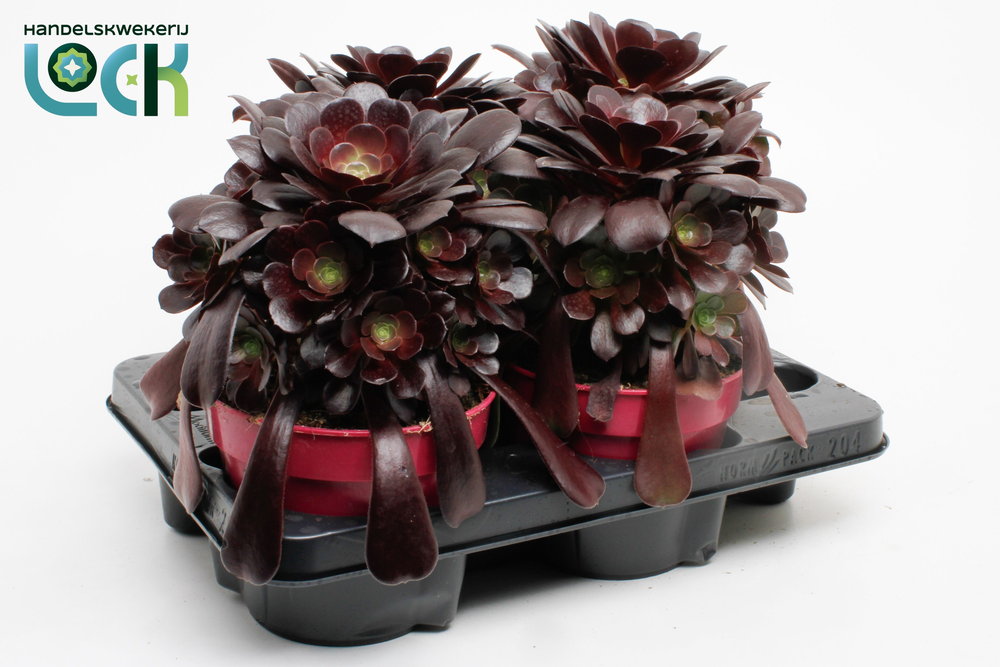 Aeonium Arboreum.