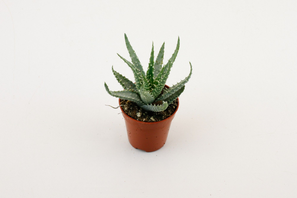 Aloe Humulis.