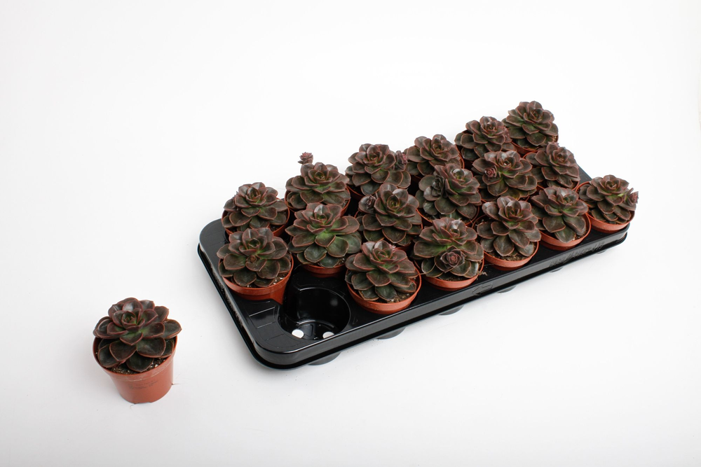 Echeveria Black Prince.