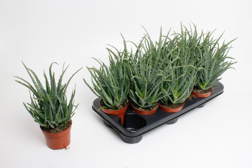 Aloe Arborencens.