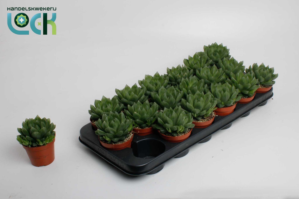 Haworthia Cooperii.