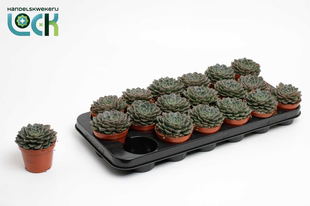 Echeveria Glauca.