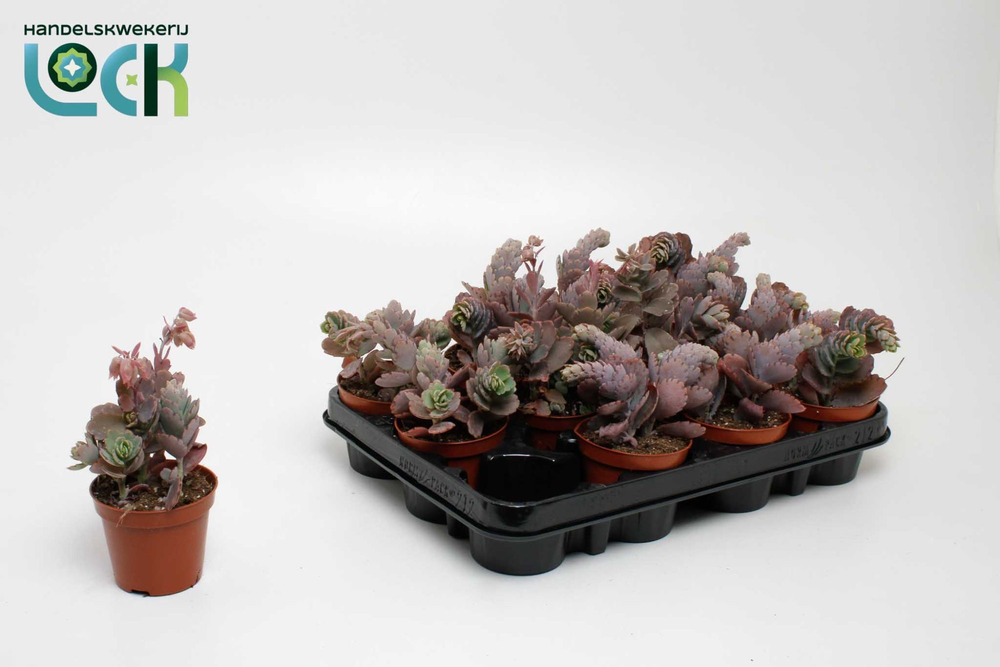 Kalanchoe Ameg.