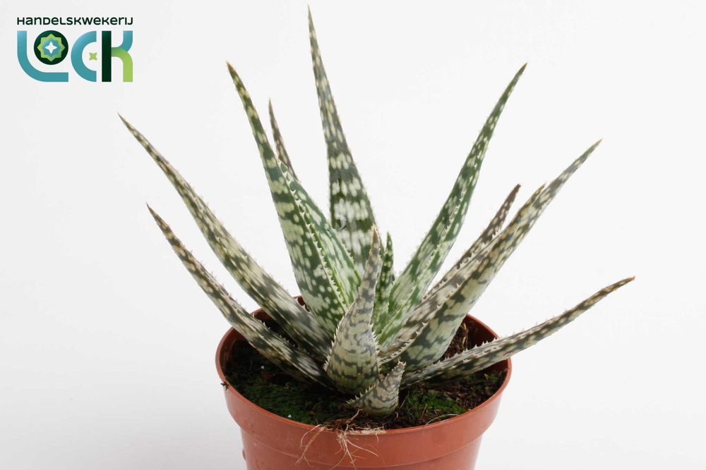 Aloe Somaliensis.