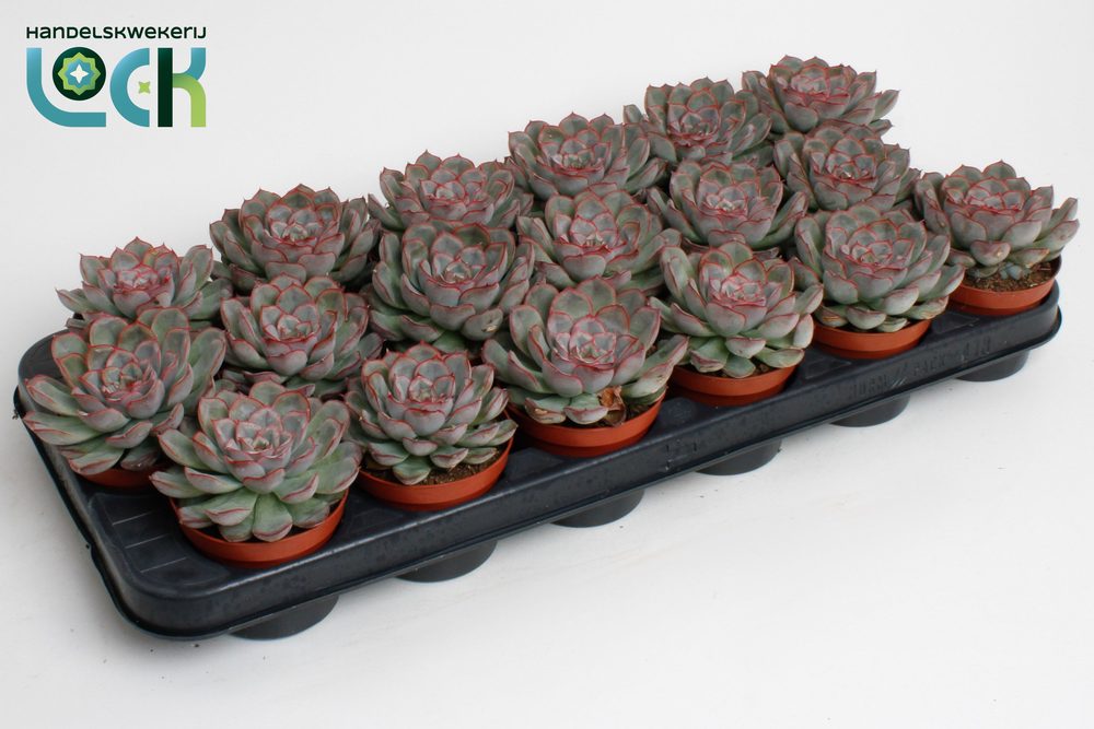 Echeveria deremensis.