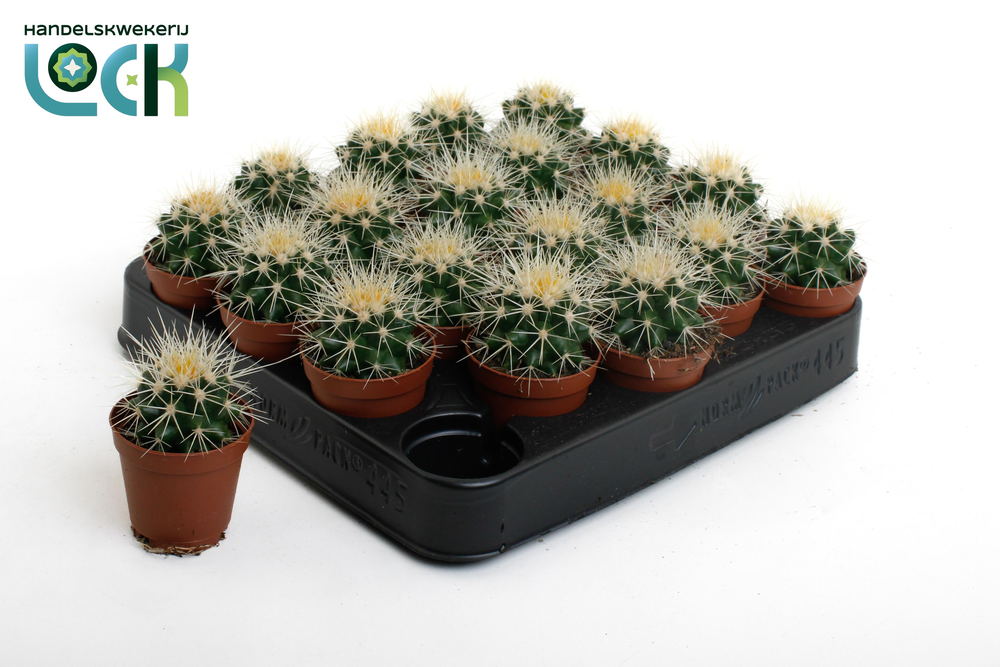 Echinocactus Grusonii.