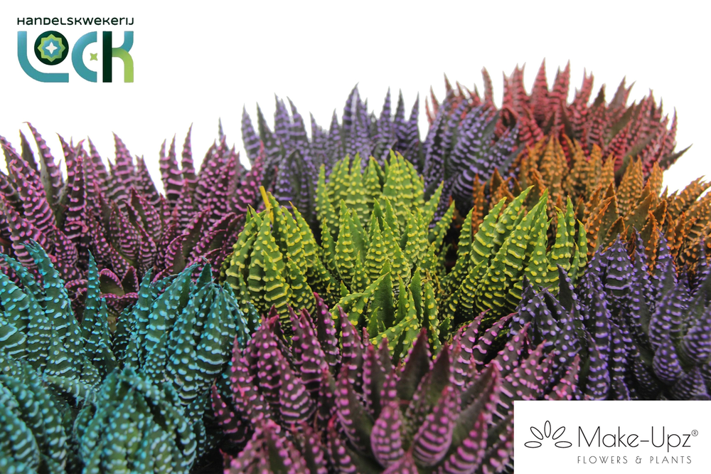 Haworthia Zebrina Make Upz mix.