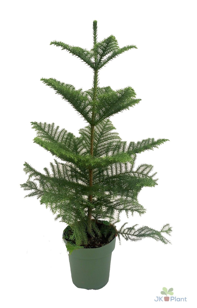 Araucaria.