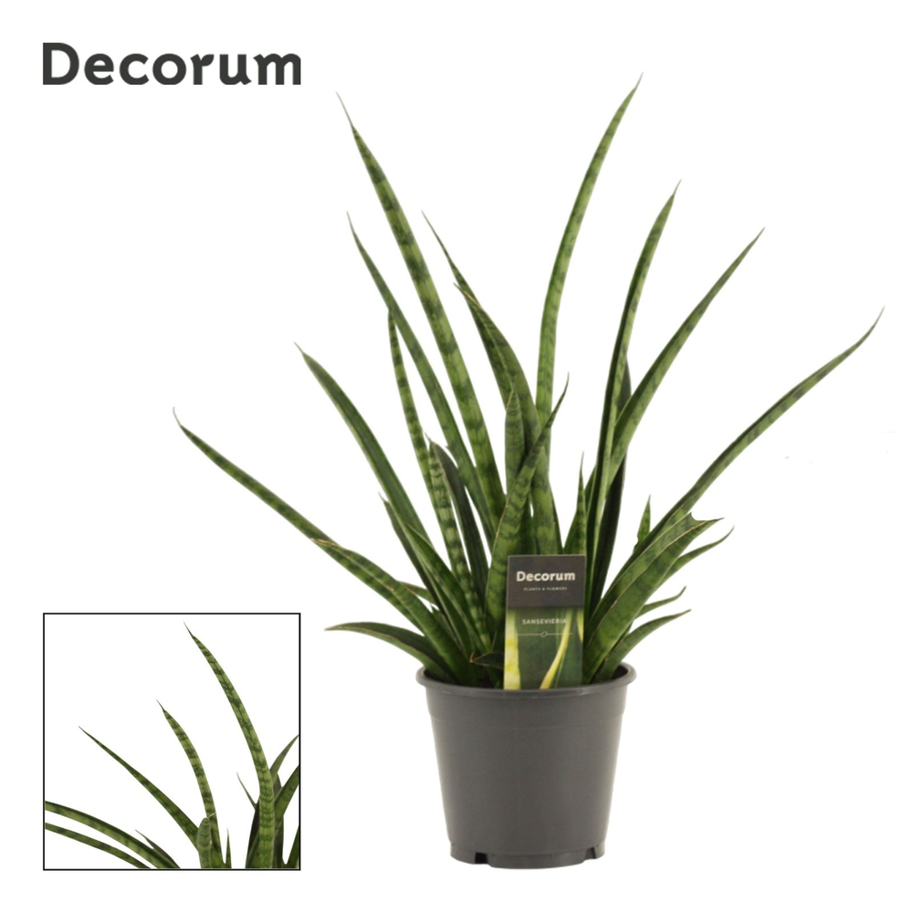 Sansevieria Tiger crown 14 cm (Decorum).