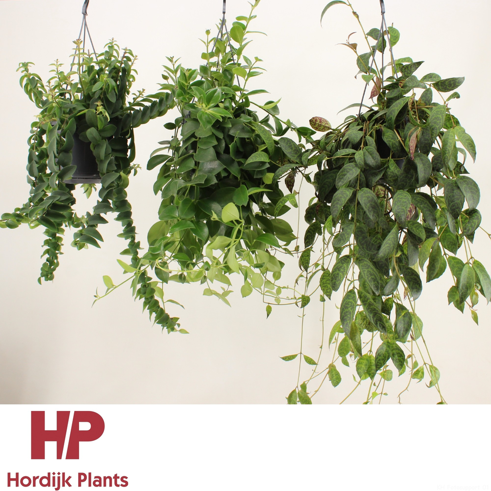 Aeschynanthus Mix (krul en plat)..