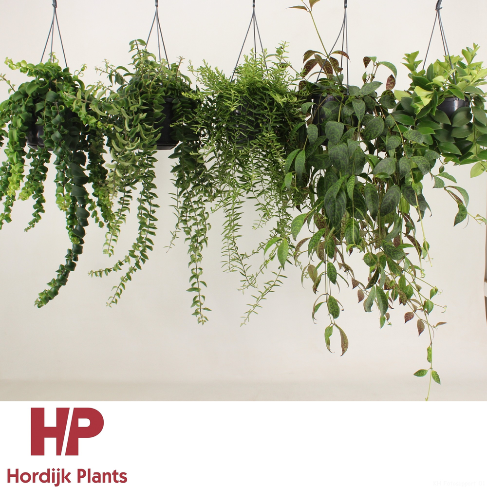 Aeschynanthus Mix (krul en plat)..