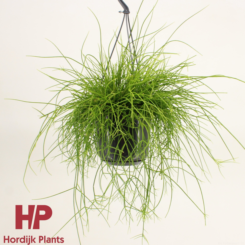 Rhipsalis baccifera (cassutha).