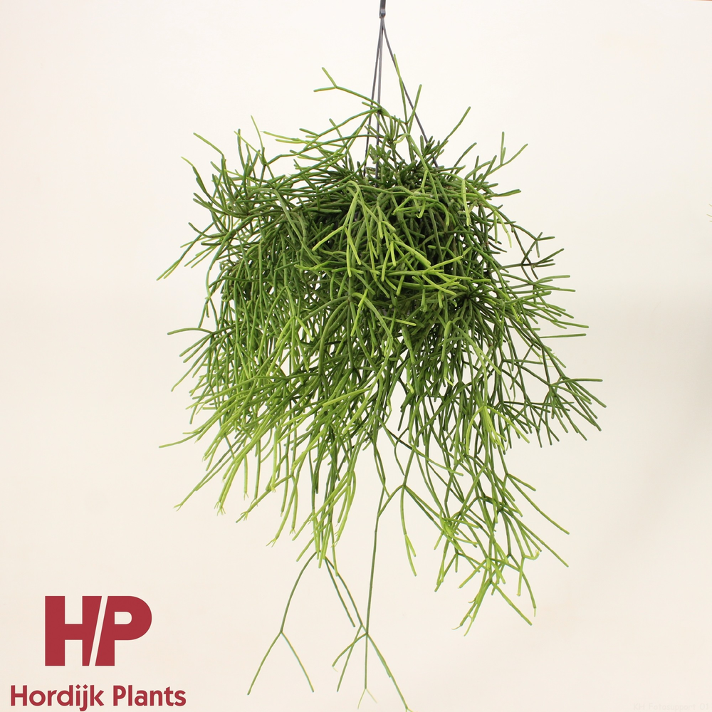 Rhipsalis heteroclada P15.