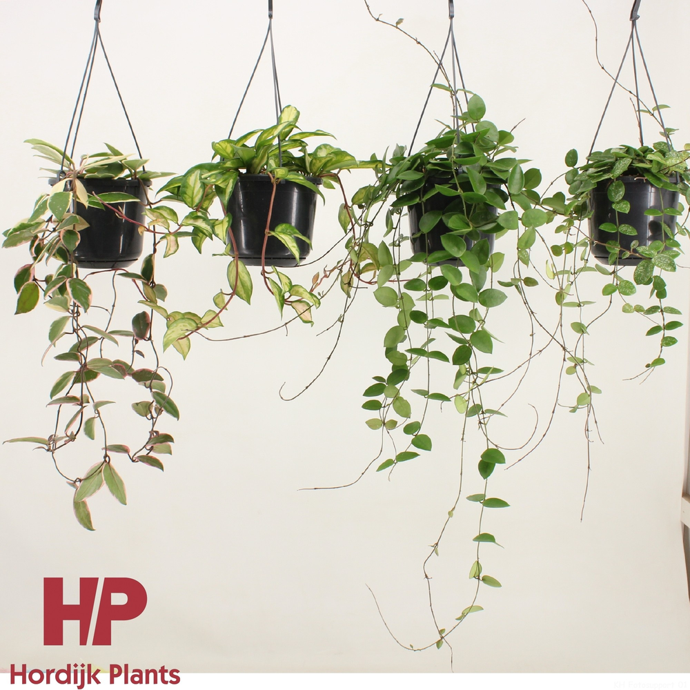 Hoya Mix P15.