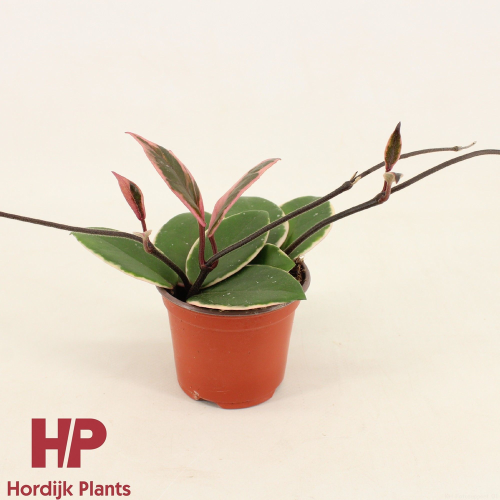 Hoya carnosa Flamingo Dream P9.