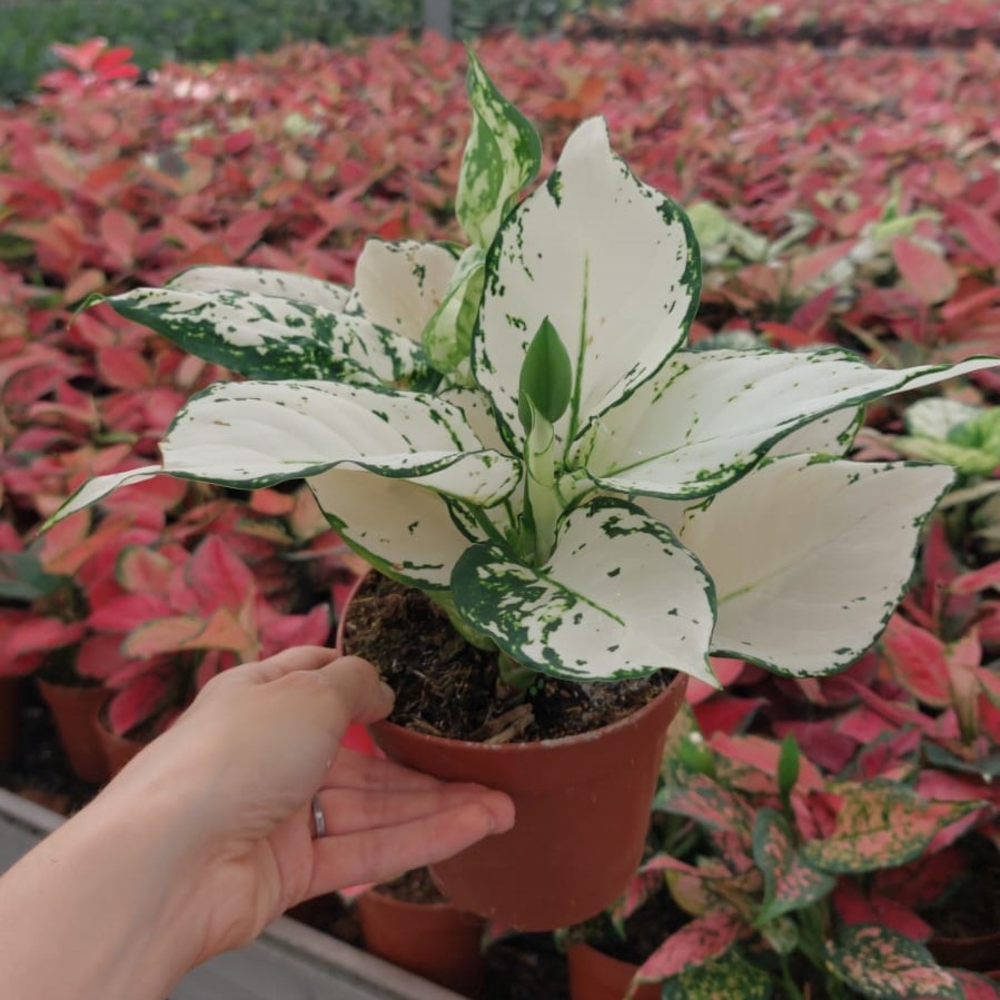 Aglaonema White Kiwi P12 30cm.
