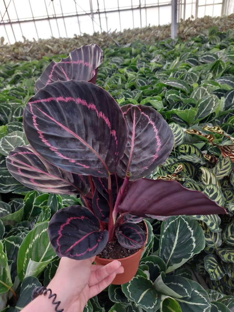 Calathea Dottie P12cm.
