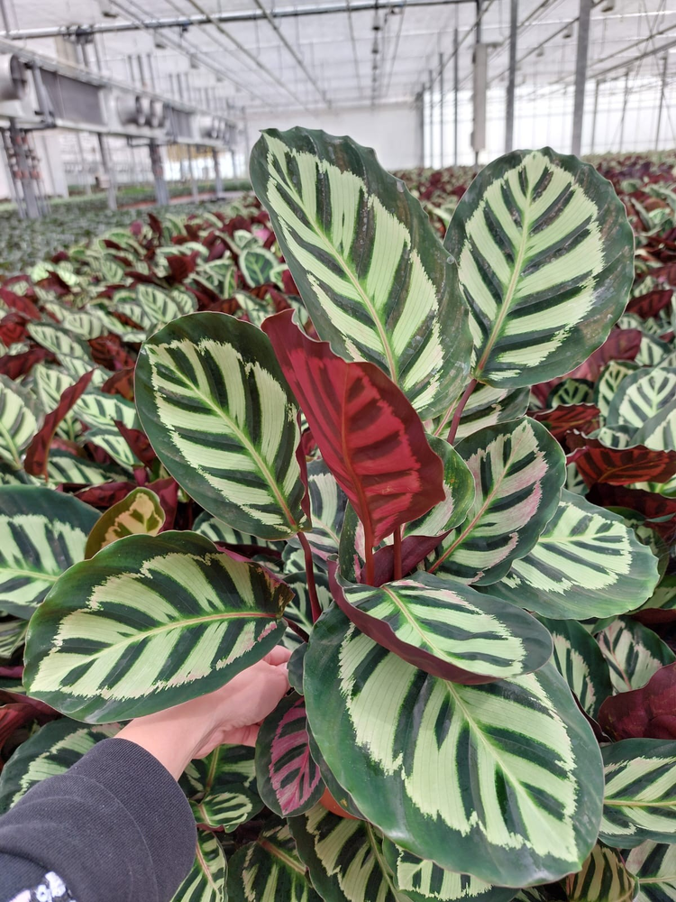 Calathea Cora P12.