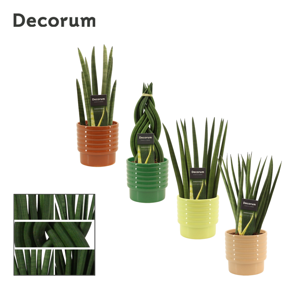 Sansevieria cylindrica 12 cm mix in Naemi (Natural.