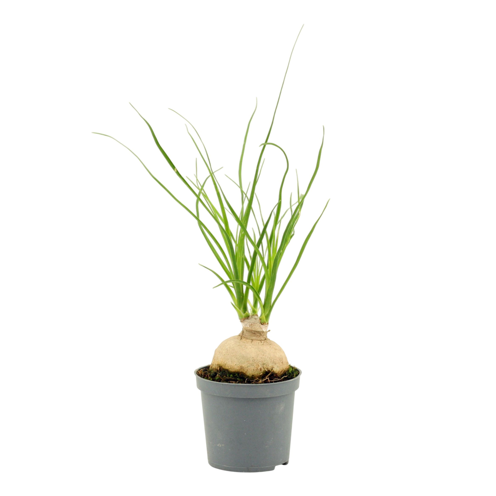 Beaucarnea bol 7 cm.