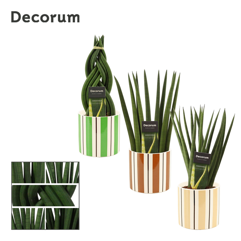 Sansevieria cylindrica 12 cm mix in Beau (Natural .