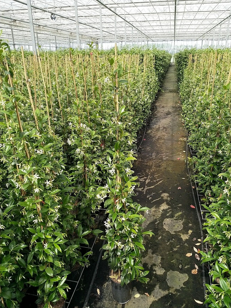 Trachelospermum jasminoides.