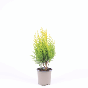 Chamaecyparis lawsoniana 'Stardust'